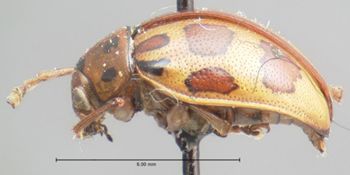 Media type: image; Entomology 17307   Aspect: habitus lateral view